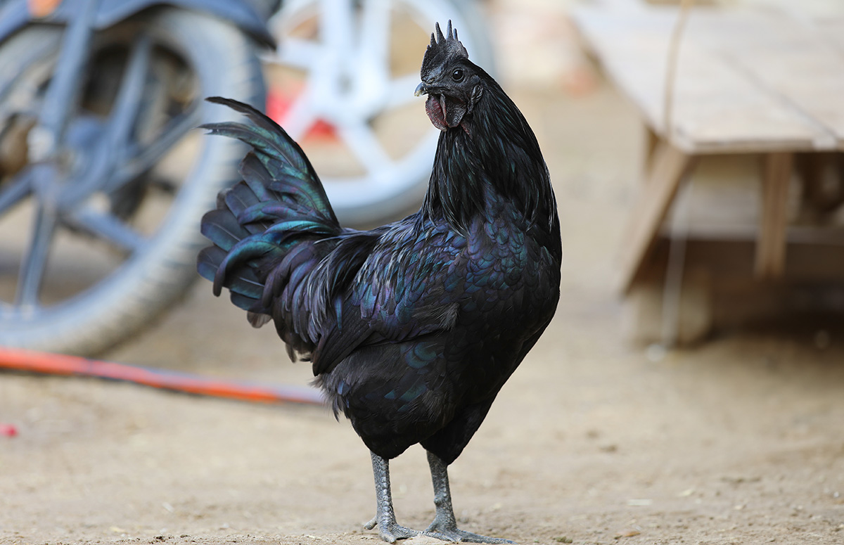 Kadaknath Chicken